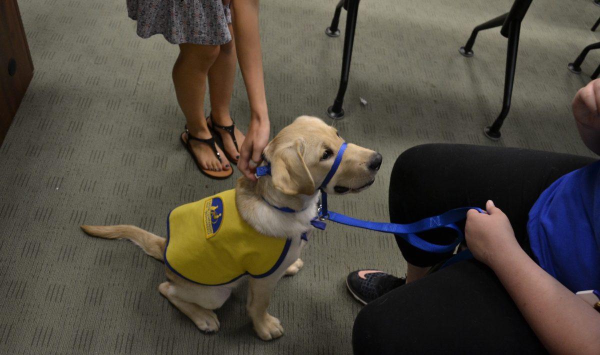 Silvester is a real service dog that was trained under CCI. - Staff photo/Nicole Mingo