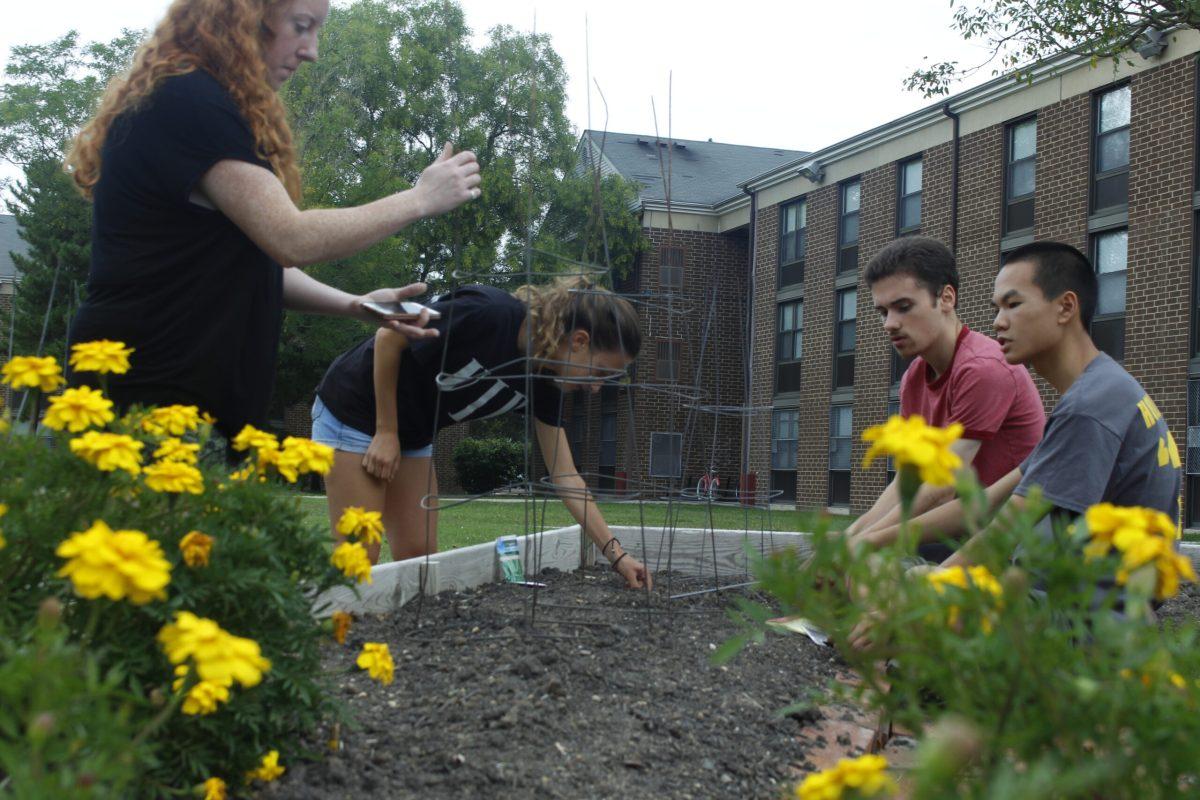 (From left to right) Senior biology and environmental science major, Erin MacMahon, a senior biology major, Cali Janulis, sophomore  chemical engineering major Caleb Milller and freshman mechanical engineering major, Ben Chan plant pea seeds in one of the flower beds at the community garden. Staff Photo/ Justin Decker