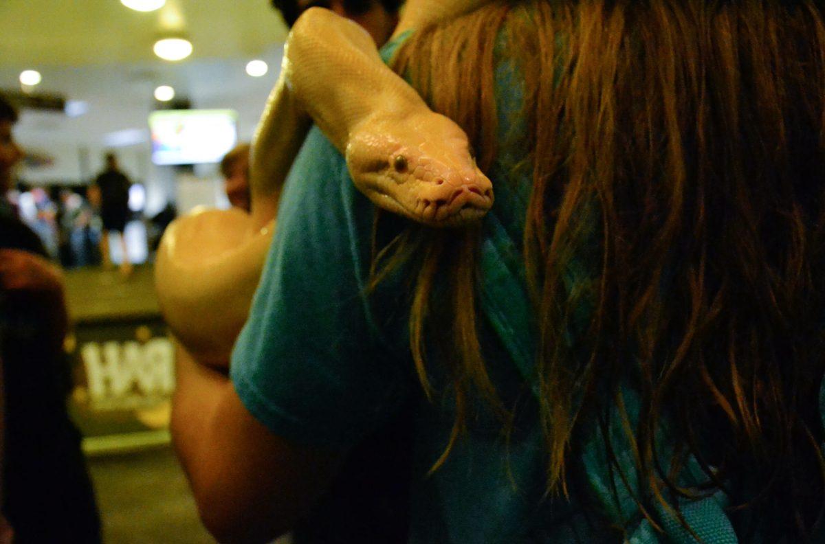 Casper the Burmese python posing for a closeup. -Photo Editor/Nicole Mingo