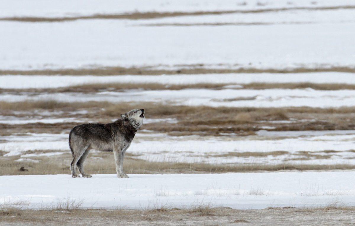 Brooks: What happens when we normalize the "lone wolf" narrative (Photo courtesy of Creative Commons)