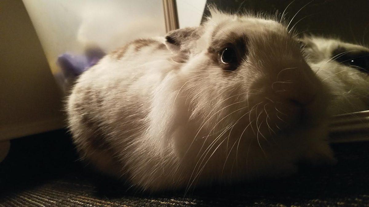 This is Amanda Palma's pet rabbit, Mimi. -Photo Editor/Amanda Palma