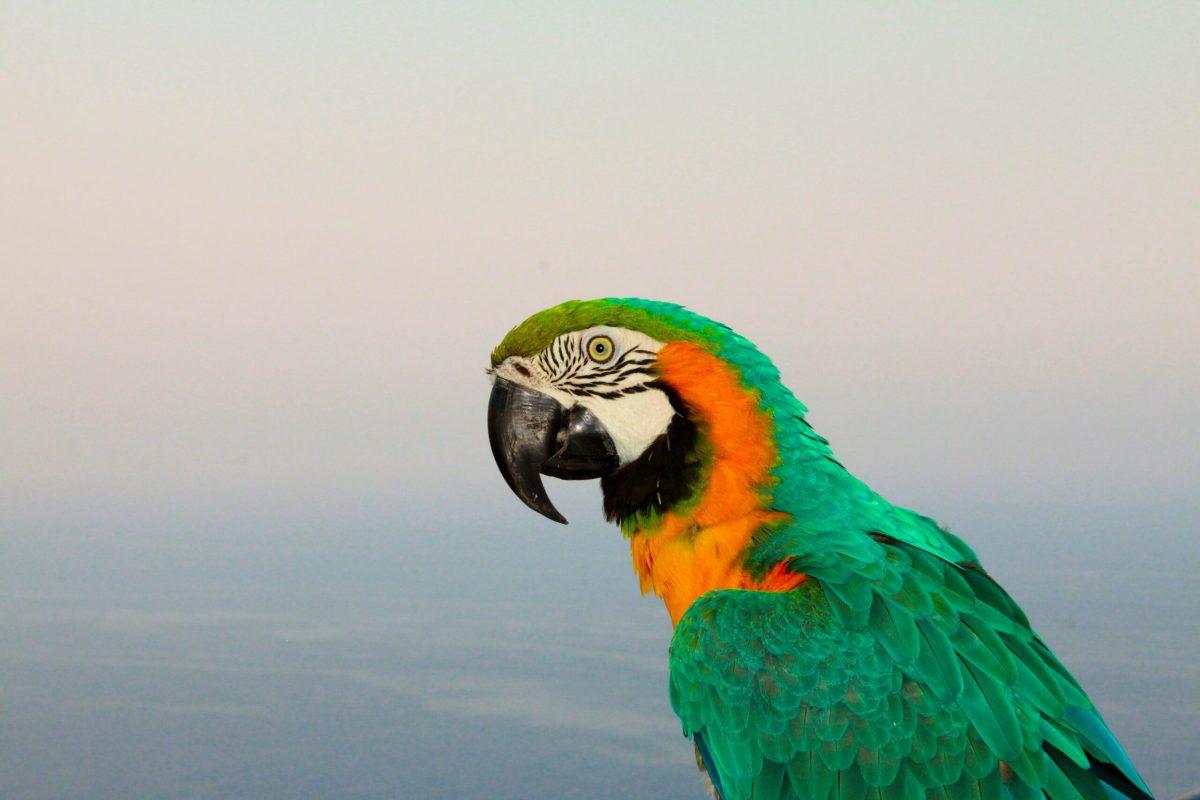 Rosenzweig: Getting rid of parrots by teaching critical thinking