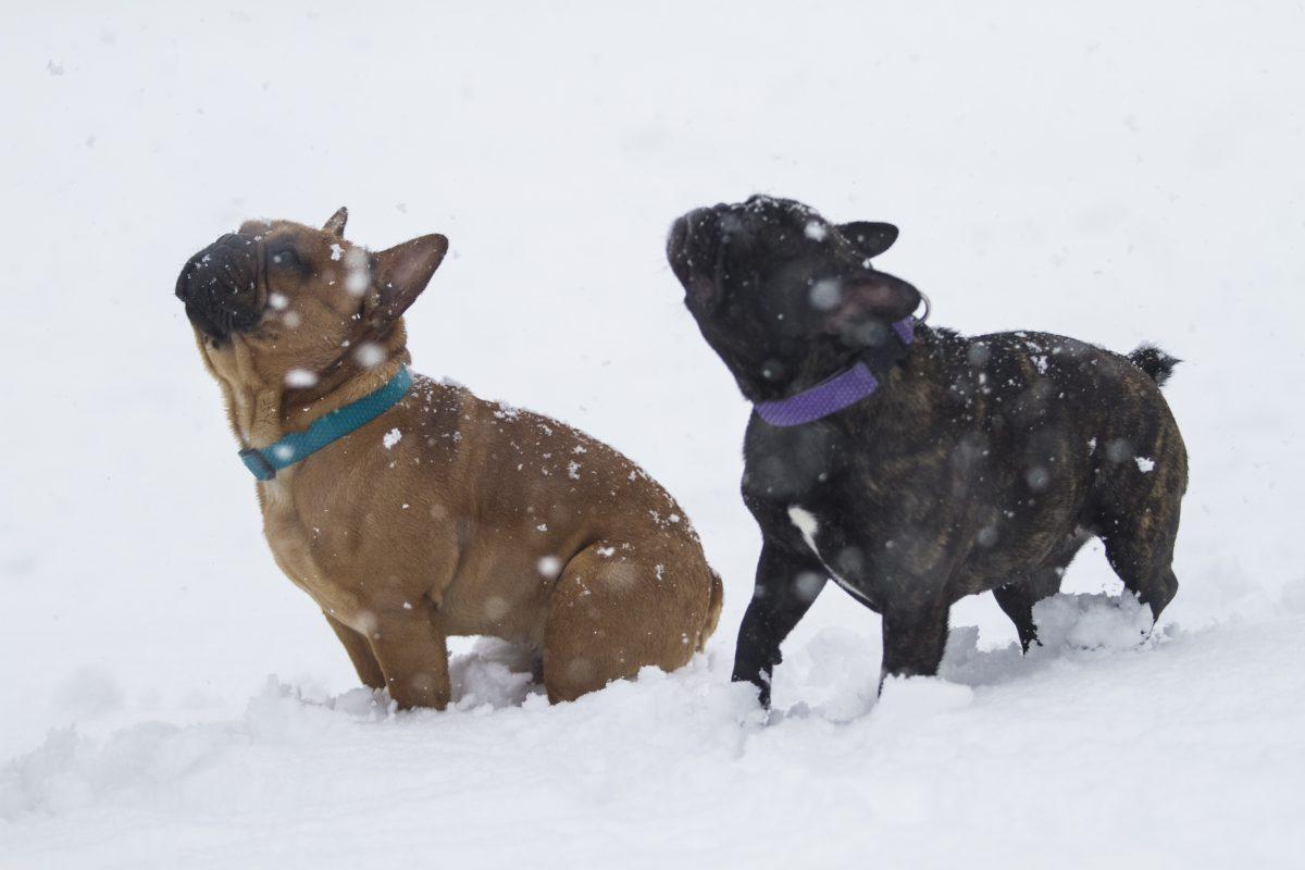 A pair of dogs play in the snow in West Philadelphia. Editor-In-Chief / Miguel Martinez