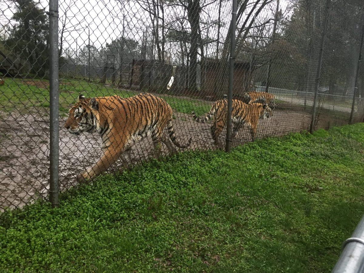 The Carolina Tiger Rescue is home to many big cats like the three tigers pictured here. VanDewater builds on her experience at the rescue in her argument for a more sustainable palm oil industry. - Editor-in-Chief / Kalie VanDewater