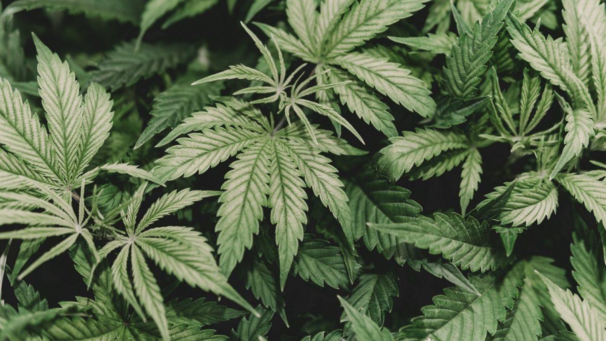 With the recent legalization of cannabis in New Jersey, Rowan has offered course opportunities for students to be a part of the growing cannabis industry. - Photo via 6abc.com