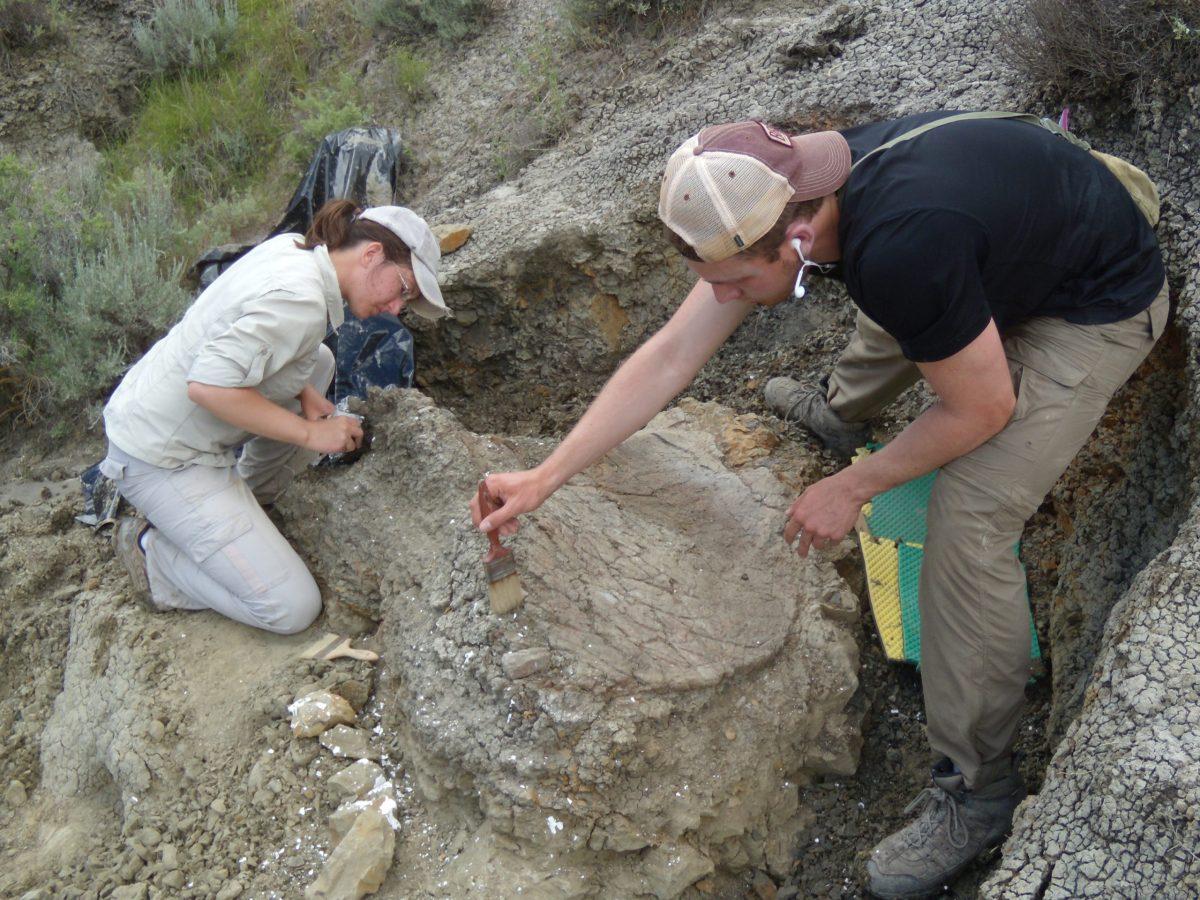 Dr. Kristyn Voegele and a student prepare to plaster jacket a Triceratops frill. Voegele is a professor of geology in Rowan's School of Earth and Environment. - Photo courtesy of Dr. Kristyn Voegele