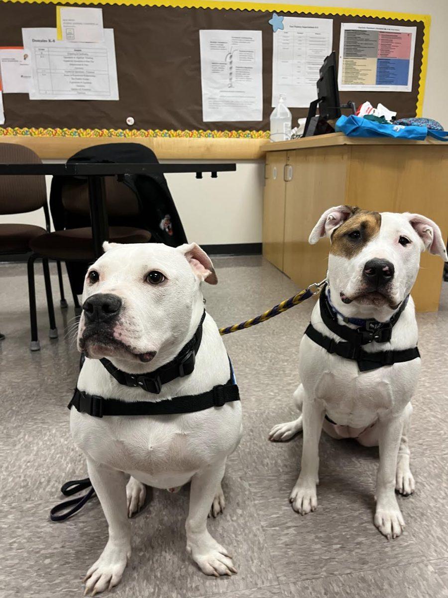 Cole the Deaf Dog (left) and Cece (right.) -Photo via / Ron Henefer