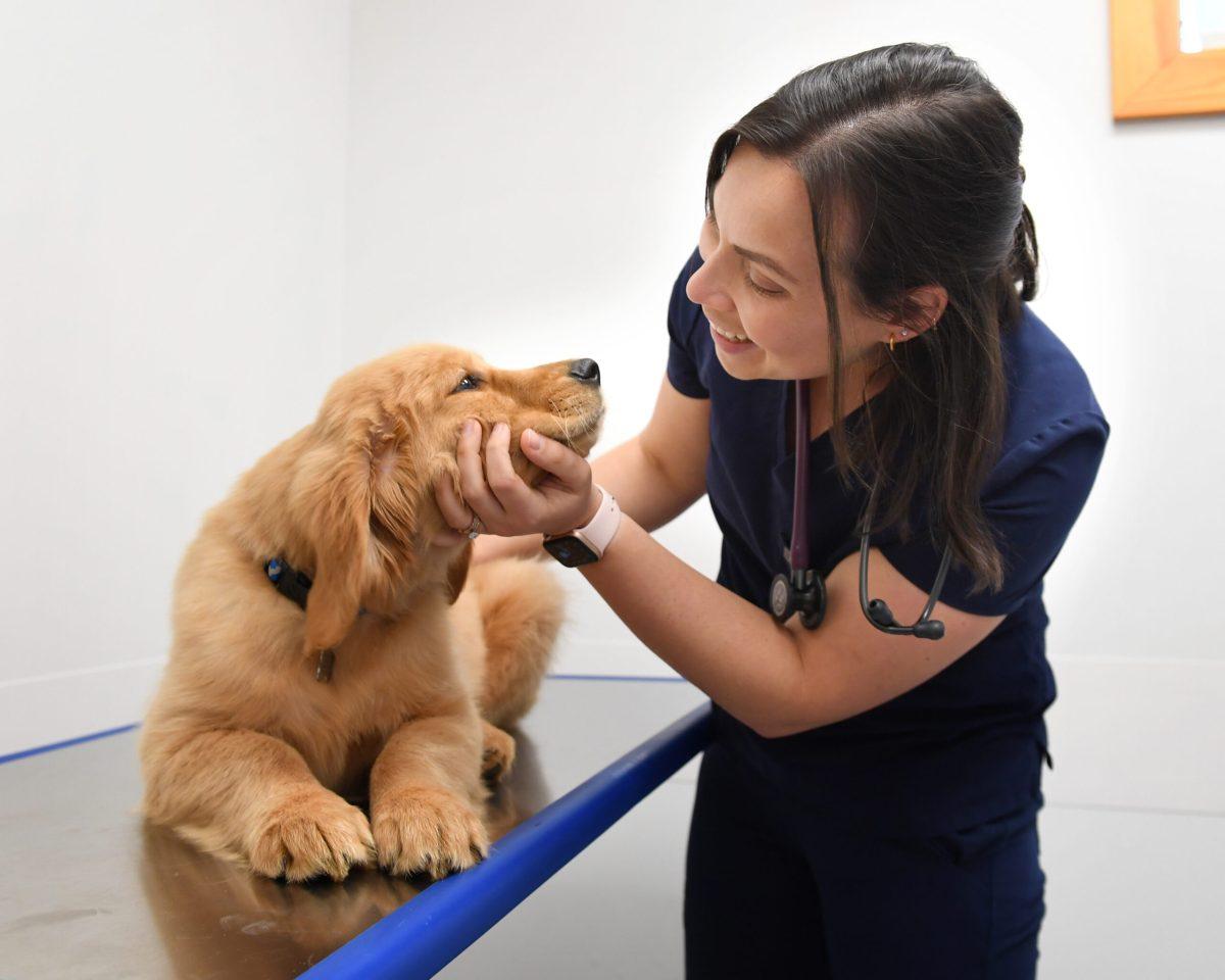 With assistance from the New Jersey Department of Agriculture, Rowan Vet students will have access to the department’s Animal Health Diagnostic Lab and other lab services such as virology, bacteriology and post mortem examinations. - Photo / Rowan University School of Veterinary Medicine