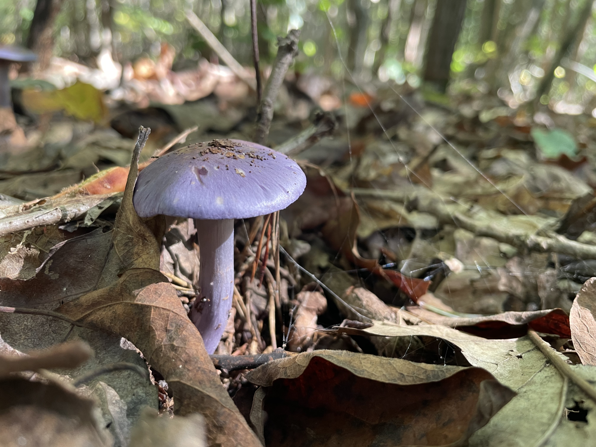 Cortinarius iodes mushroom. - Photo via Jenna Levner