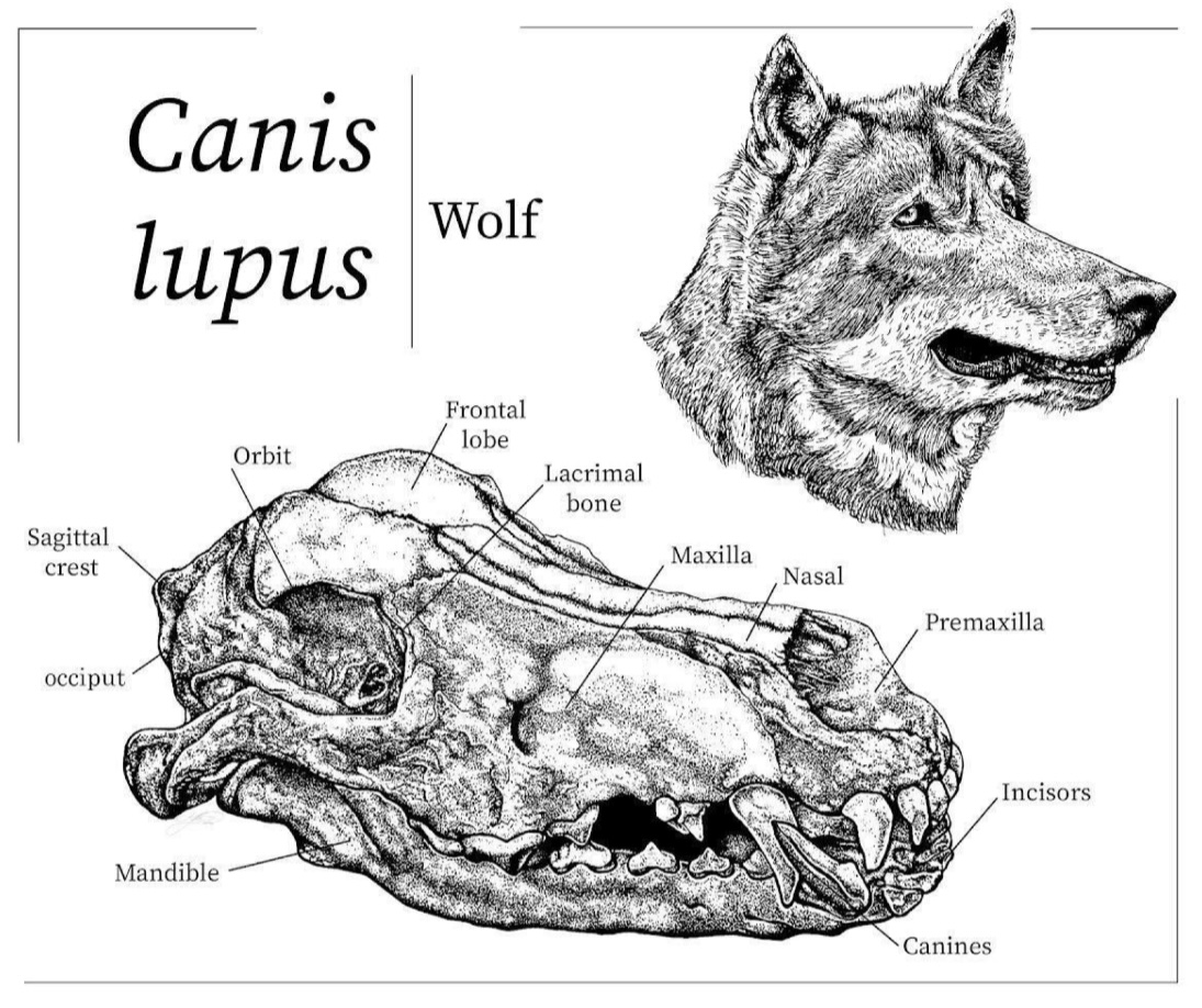 Canis lupus. - Artwork via Zoe Marino