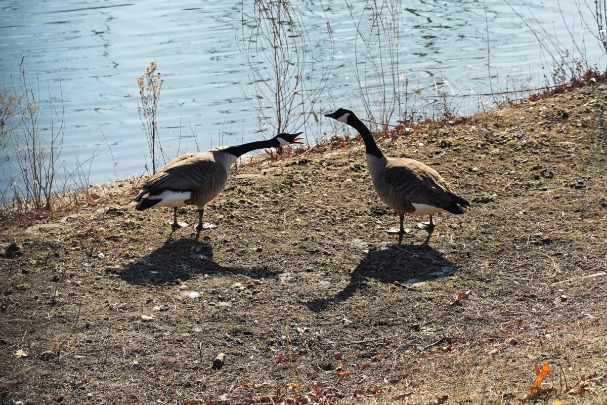 "The Ducks Unlimited Club is currently petitioning to be chartered by Rowan’s Student Government Association (SGA), with the E-Board aiming for the club to be officially funded by SGA by the next fall semester." - Photography Editor / Gavin Schweiger 