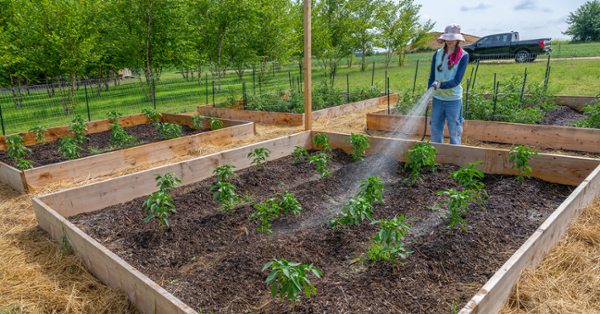 Plants being watered at the regenerative farm on Rowan's West Campus. (Rowan Today)