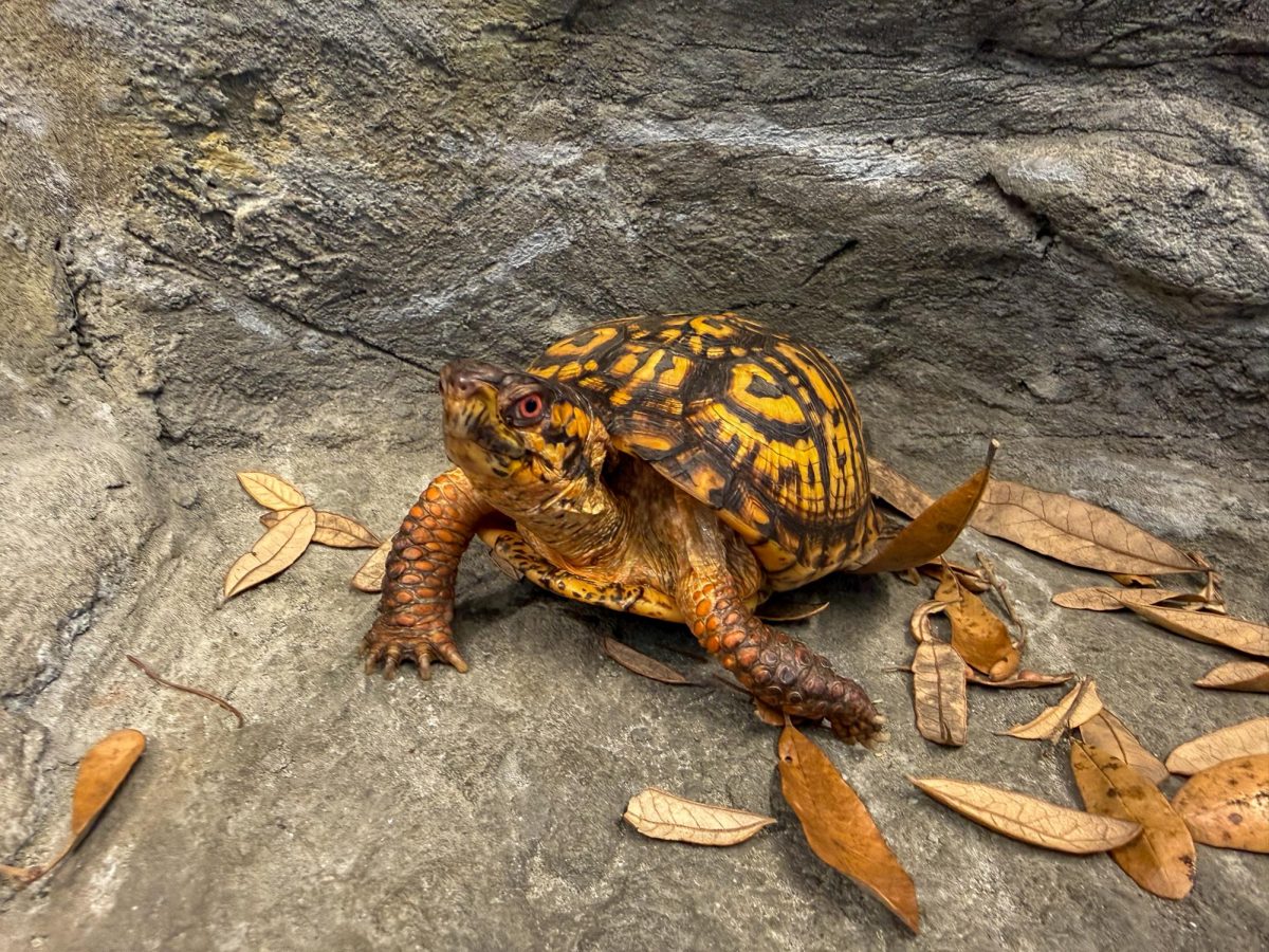 Tomothy the Turtle at the Edelman Fossile Park & Museum. Friday, Jan. 30, 2026. Mantua, N.J. (Jenna Eberling)