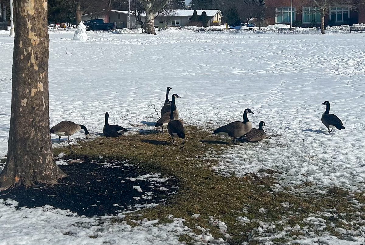 A gaggle of geese gather on the Bunce Green. Wednesday, Feb. 25, 2026. Glassboro, N.J. (News & Photography Editor / Christopher Otto)