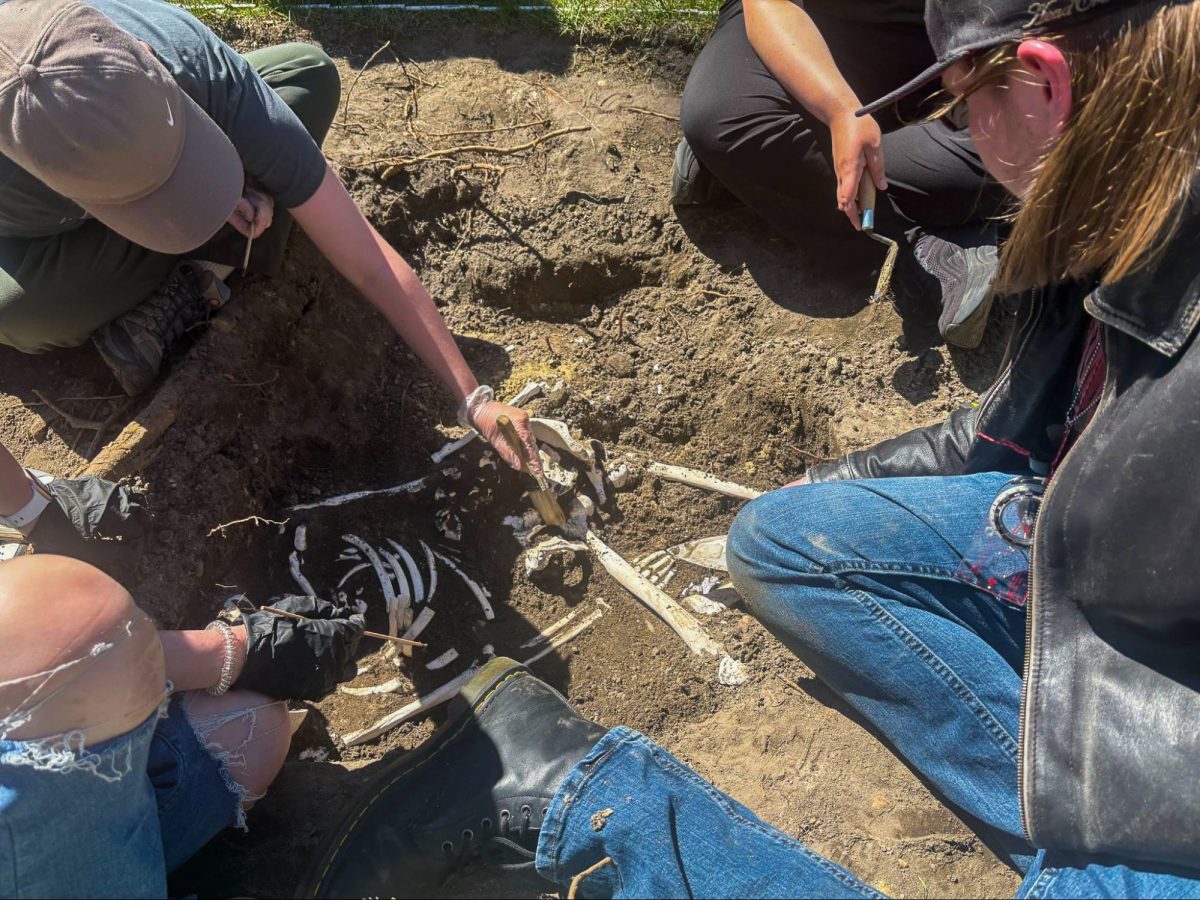 Students of the forensic anthropology course examine a skeleton. Saturday, April 11, 2026. Glassboro, N.J. (Staff Writer / Eric Czerwonka)